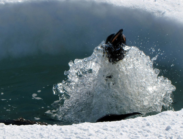 Penguin jumping out of the water