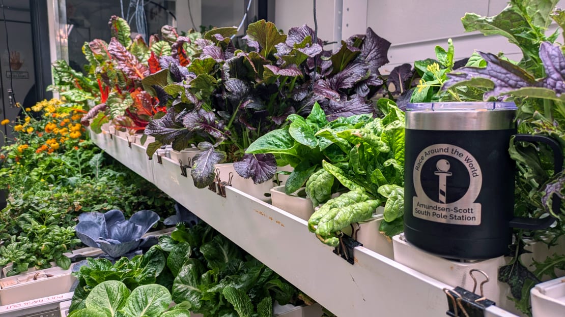 Close-up on shelves in greenhouse, with multicolored leafy plants.