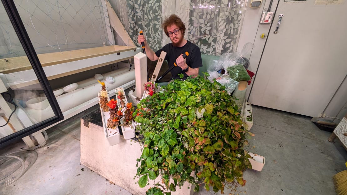 Person harvesting strawberries from large plant in the corner of the South Pole greenhouse.