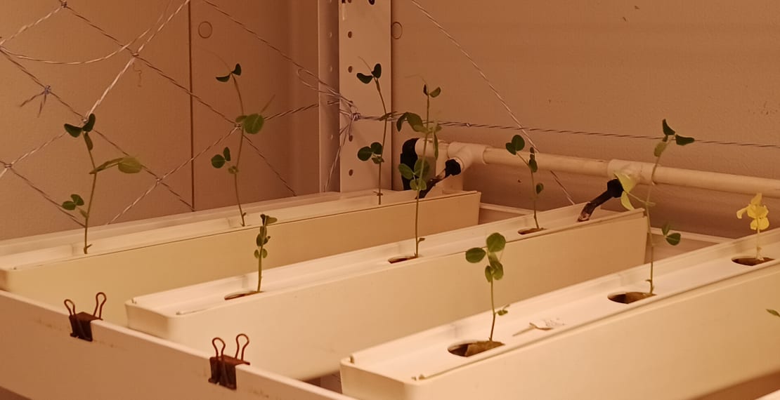 Rows of pea shoots just starting to sprout up in the greenhouse boxes.