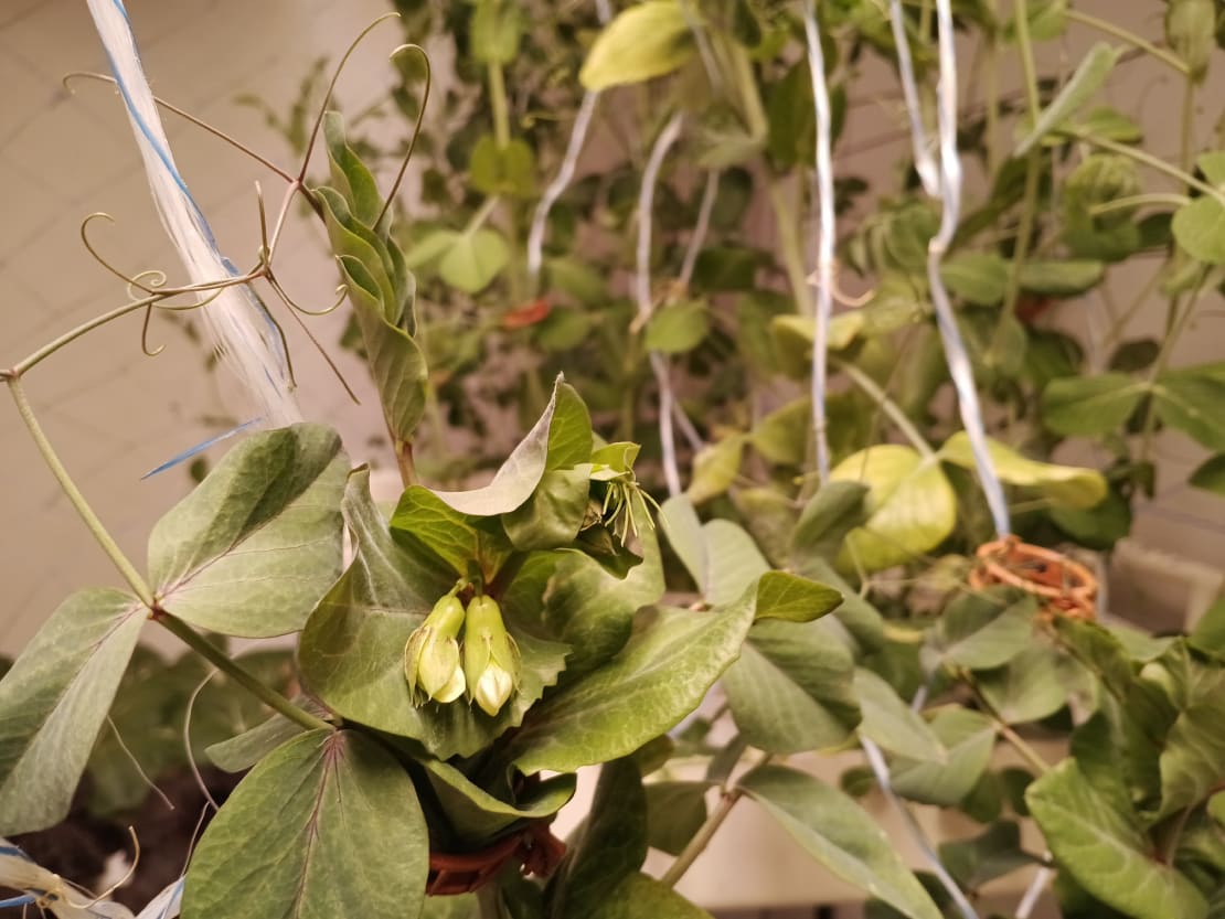 Close-up on flowering pea plants in the greenhouse.