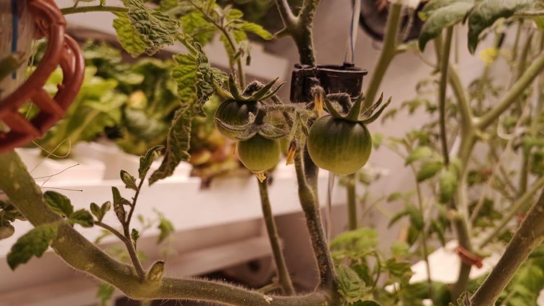 Close-up of small green tomatoes on the vine.
