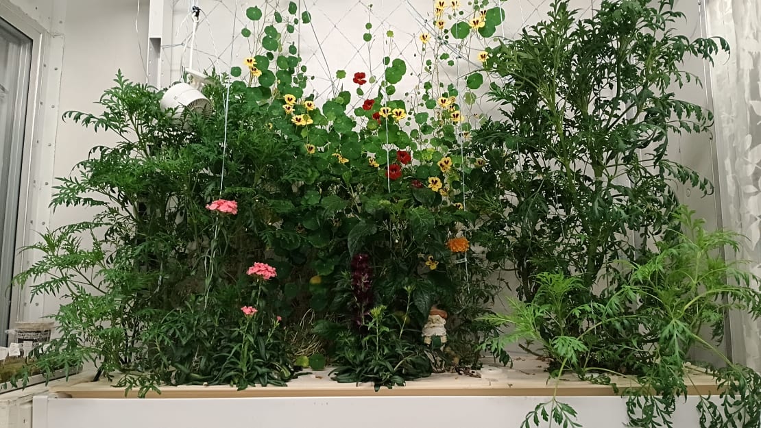 Flowering plants in greenhouse.