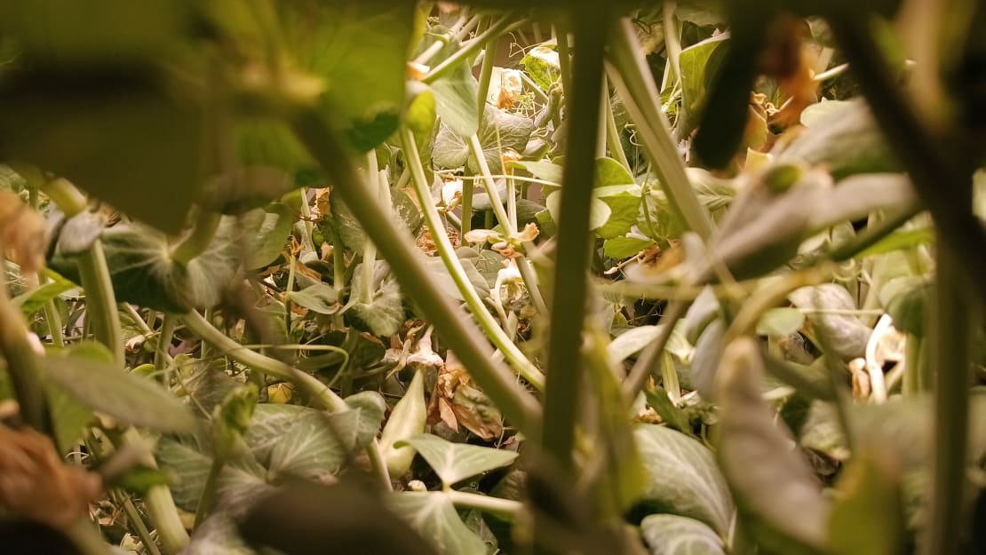Close-up on tangle of pea plants.