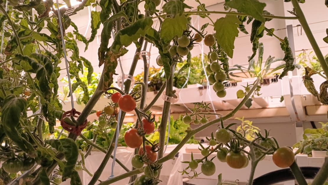 Close-up on small reddish tomatoes on vines in greenhouse.
