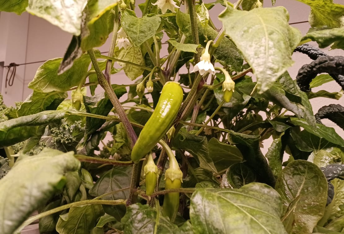 Close-up on long green pepper growing on plant.