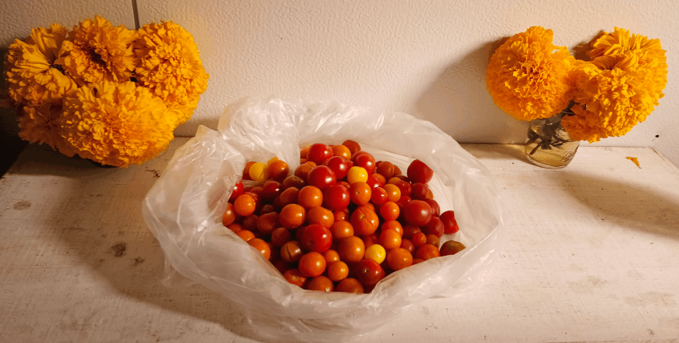 An open bag filled with small cherry tomatoes, flanked by small vases holding bunches of yellow flowers.
